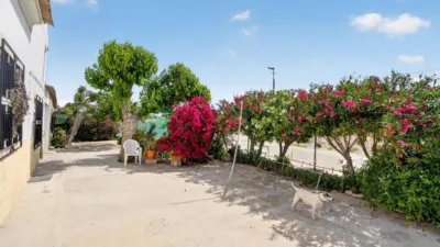 Rustic Finca in Orihuela Pedanías photo 5