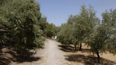 Rustic finca in Zahara de la Sierra photo 38