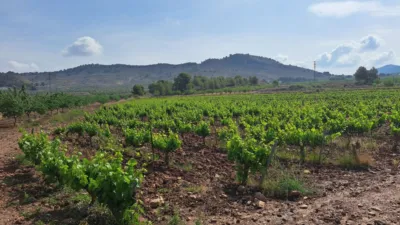 Terreno en venta en El Pinós - Pinoso - Vista 2