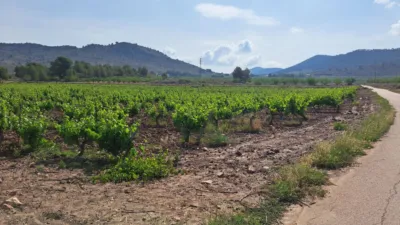 Terreno en venta en El Pinós - Pinoso - Vista 3