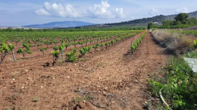 Terreno en venta en El Pinós - Pinoso - Vista 4