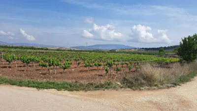 Terreno en venta en El Pinós - Pinoso - Vista 5