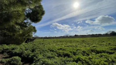 Rustic Finca in Felanitx photo 3