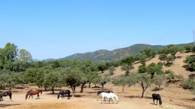 Rustic finca in Espiel photo 7