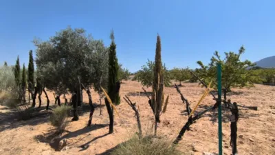 Rustic Finca in Villena photo 17