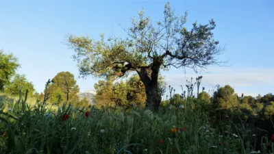 Rustic finca in Miravet photo 11