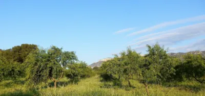 Rustic finca in Miravet photo 12
