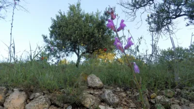 Rustic finca in Miravet photo 7