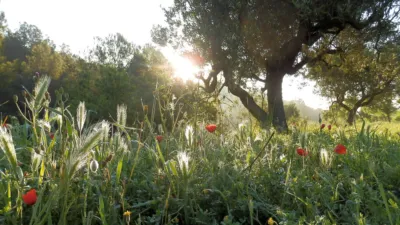 Rustic finca in Miravet photo 8