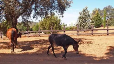 Rustic Finca in Constantina photo 8