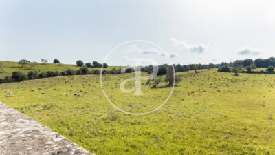 House in Algaida photo 12