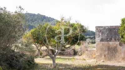 House in Algaida photo 66