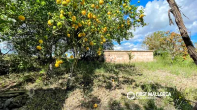 Finca rústica en alquiler en Sineu, Sineu de 2.400 €<span>/mes</span>