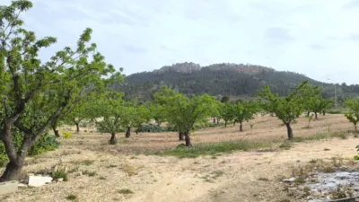 Rustic Finca in Jumilla photo 2