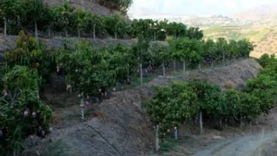 Rustic Finca in Frigiliana photo 21