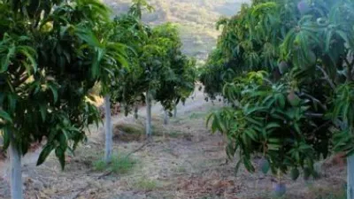 Rustic Finca in Frigiliana photo 23
