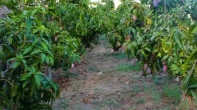 Rustic Finca in Frigiliana photo 25