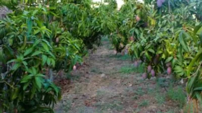 Rustic Finca in Frigiliana photo 26