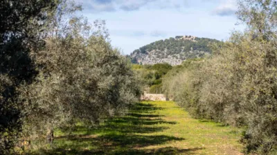 Rustic Finca in Pollença photo 17