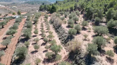 Terreno en venta en El Pinós - Pinoso - Vista 3