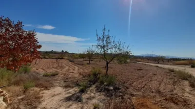 Rustic Finca in Jumilla photo 2