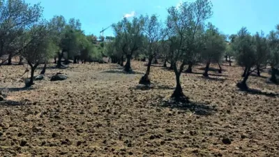 Rustic Finca in Coín photo 18