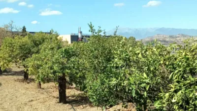 Rustic Finca in Coín photo 2