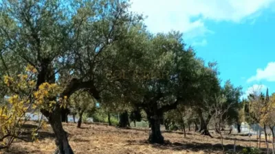 Rustic Finca in Coín photo 3