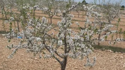 Rustic farm in Albacete photo 14