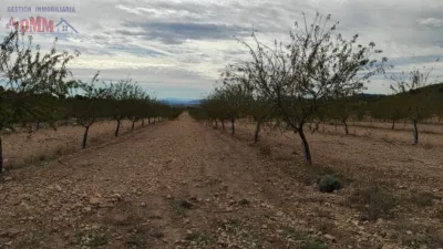 Rustic farm in Albacete photo 2