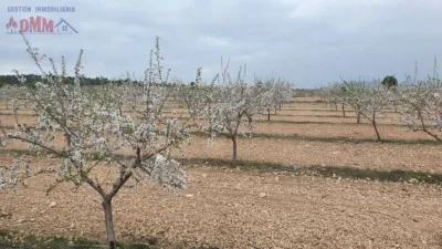 Rustic farm in Albacete photo 3