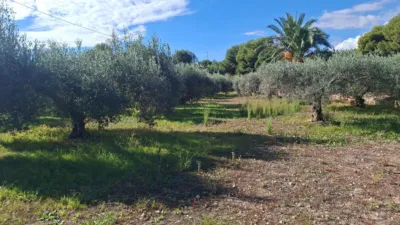 Finca rústica en Cami de Catral photo 9
