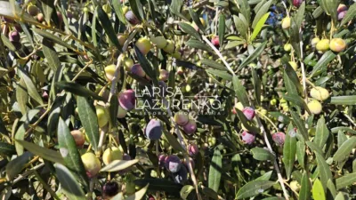 Rustic Finca in Vinyols I Els Arcs photo 68