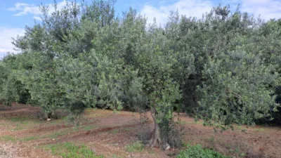 Rustic Finca in Vila-Seca photo 30