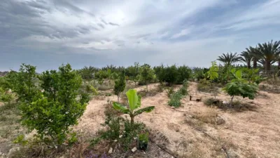 Rustic finca in Albatera photo 10