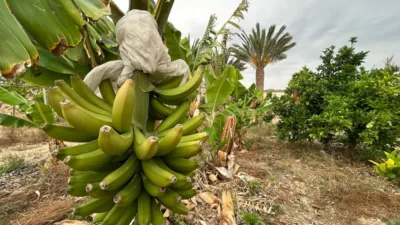 Rustic finca in Albatera photo 11