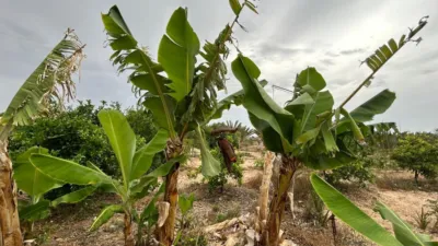 Rustic finca in Albatera photo 6
