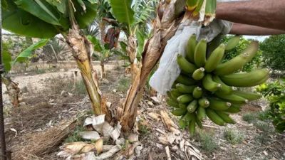Rustic finca in Albatera photo 7