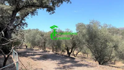 Rustic Finca in Santa Elena photo 48
