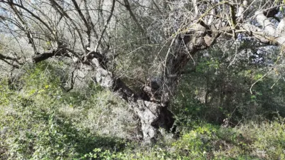 Rustic farm on Pont de Godall Street photo 9