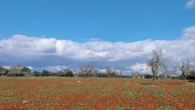 Rustic Finca in Sineu photo 13