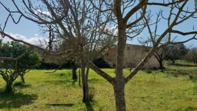 Rustic Finca in Sineu photo 14