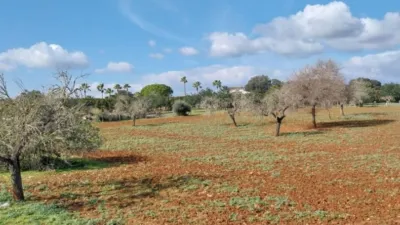 Rustic Finca in Sineu photo 15