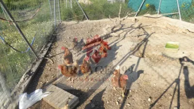 Rustic Finca in Chodos - Xodos photo 63