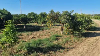 Rustic Farm in Plaza Santa Amalia photo 4