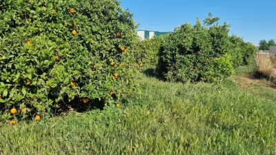Rustic Farm in Plaza Santa Amalia photo 2
