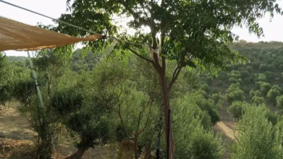 Rustic Finca in Olvera photo 26