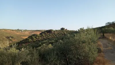 Rustic Finca in Olvera photo 40