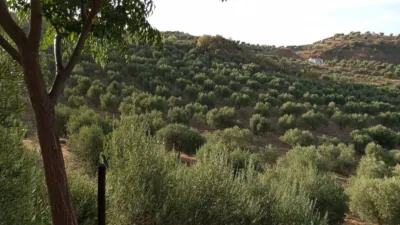 Rustic Finca in Olvera photo 21