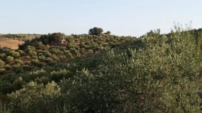Rustic Finca in Olvera photo 36